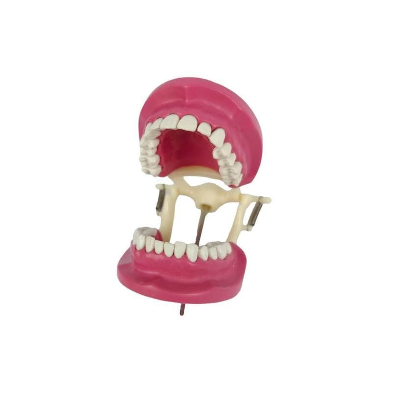 Banna Cast Screw Plastic Articulator